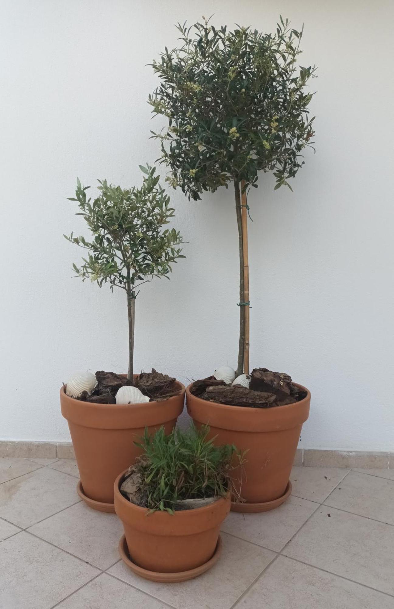 Olive Garden Villas And Apartments Chrysi Ammoudia Habitación foto