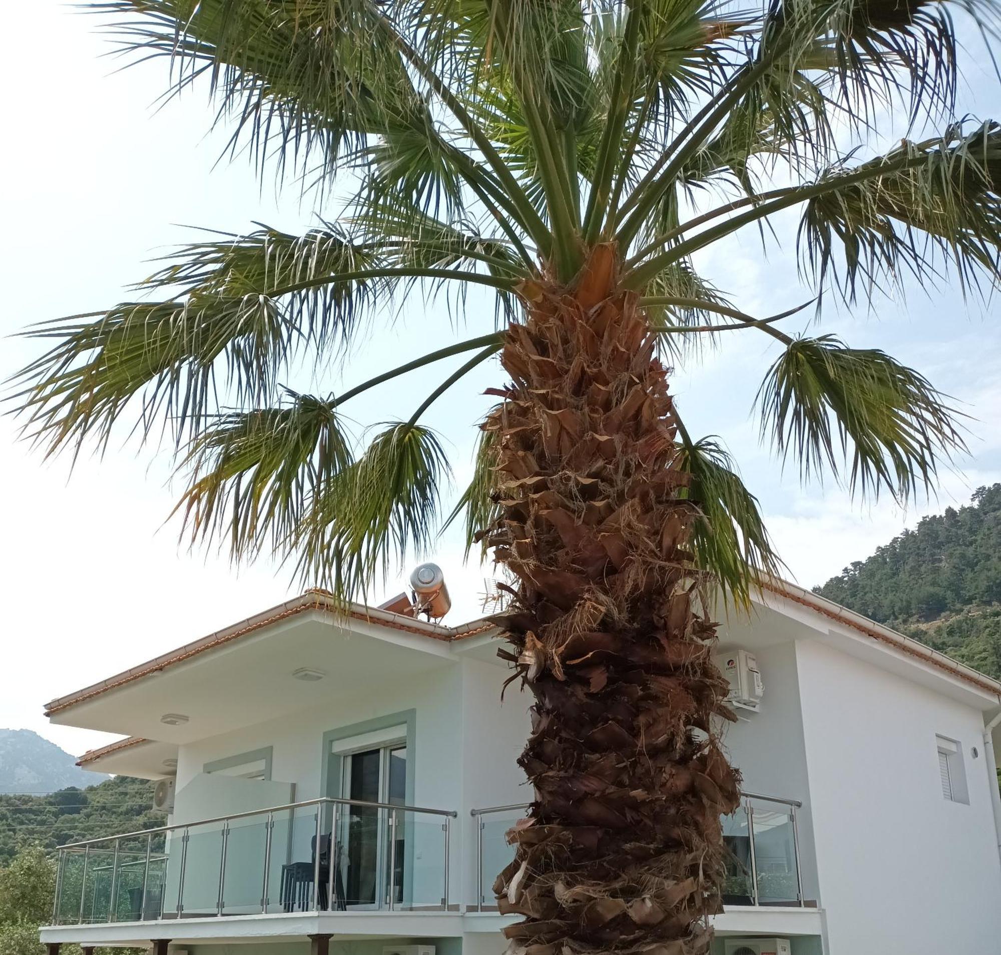 Olive Garden Villas And Apartments Chrysi Ammoudia Habitación foto